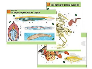 Комплект таблиц по биологии демонстрационных "Зоология 2" (16 таблиц, формат А1, ламинированные) - fgospostavki.ru - Зеленогорск