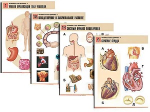 Комплект таблиц по биологии демонстрационных "Человек и его здоровье 1" (20 таблиц, формат А1, ламинированные) - fgospostavki.ru - Зеленогорск