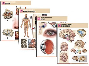 Комплект таблиц по биологии демонстрационных "Человек и его здоровье 2" (10 таблиц, формат А1, ламинированные) - fgospostavki.ru - Зеленогорск
