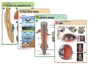 Комплект таблиц по всему курсу биологии (120 штук, формат А1, полноцветные, ламинированные) - fgospostavki.ru - Зеленогорск