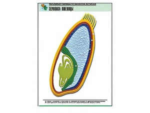 Рельефная таблица "Зерновка пшеницы" (формат А1, матовое ламинирование) - fgospostavki.ru - Зеленогорск