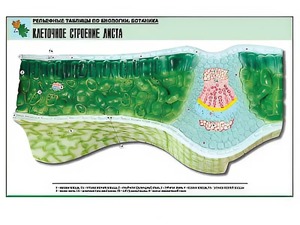 Рельефная таблица "Клеточное строение листа" (формат А1, матовое ламинирование) - fgospostavki.ru - Зеленогорск