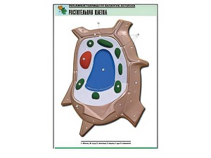 Рельефная таблица "Растительная клетка" (формат А1, матовое ламинирование) - fgospostavki.ru - Зеленогорск