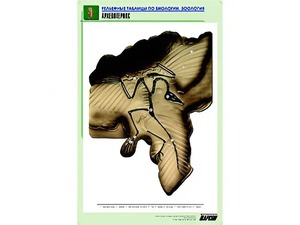 Рельефная таблица "Археоптерикс" (формат А1, матовое ламинирование) - fgospostavki.ru - Зеленогорск