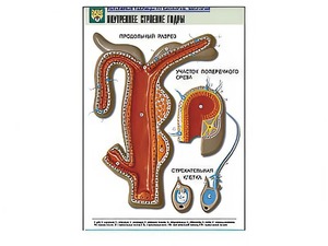 Рельефная таблица "Внутреннее строение гидры" - fgospostavki.ru - Зеленогорск