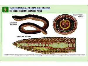 Рельефная таблица "Внутреннее строение дождевого червя" (формат А1, матовое ламинирование) - fgospostavki.ru - Зеленогорск