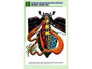 Рельефная таблица "Внутреннее строение жука" (формат А1, матовое ламинирование) - fgospostavki.ru - Зеленогорск