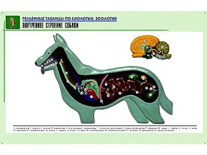 Рельефная таблица "Внутреннее строение собаки" (формат А1, матовое ламинирование) - fgospostavki.ru - Зеленогорск