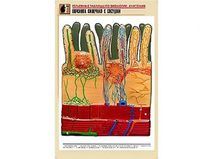 Рельефная таблица "Ворсинка кишечная с сосудом" (формат А1, матовое ламинирование) - fgospostavki.ru - Зеленогорск