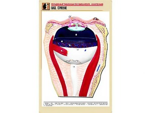 Рельефная таблица "Глаз. Строение" (формат А1, матовое ламинирование) - fgospostavki.ru - Зеленогорск