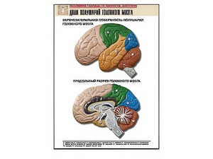 Рельефная таблица "Доли полушарий головного мозга" (формат А1, матовое ламинирование) - fgospostavki.ru - Зеленогорск