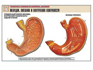Рельефная таблица "Желудок. Внешняя и внутренняя поверхности" (формат А1, матовое ламинирование) - fgospostavki.ru - Зеленогорск