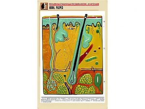 Рельефная таблица "Кожа. Разрез" (формат А1, матовое ламинирование) - fgospostavki.ru - Зеленогорск