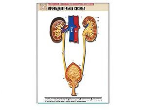 Рельефная таблица "Мочевыделительная система" (формат А1, матовое ламинирование) - fgospostavki.ru - Зеленогорск