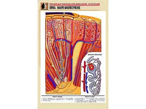 Рельефная таблица "Почка. Макро-микростроение" (формат А1, матовое ламинирование) - fgospostavki.ru - Зеленогорск