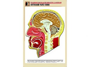 Рельефная таблица "Сагиттальный разрез головы" (формат А1, матовое ламинирование) - fgospostavki.ru - Зеленогорск