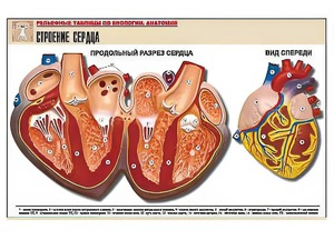 Рельефная таблица "Строение сердца" (формат А1, матовое ламинирование) - fgospostavki.ru - Зеленогорск