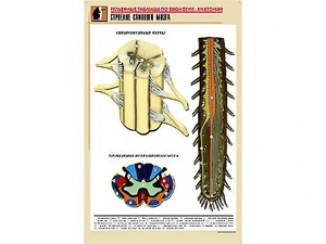 Рельефная таблица "Строение спинного мозга " (формат А1, матовое ламинирование) - fgospostavki.ru - Зеленогорск