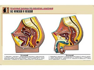Рельефная таблица "Таз мужской и женский" (формат А1, матовое ламинирование) - fgospostavki.ru - Зеленогорск