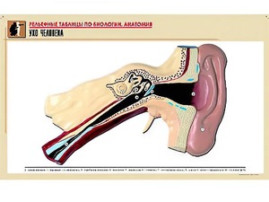 Рельефная таблица "Ухо человека" (формат А1, матовое ламинирование) - fgospostavki.ru - Зеленогорск