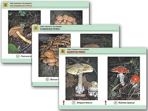 Комплект таблиц раздаточных "Грибы съедобные и несъедобные" (цветные, ламинированные, А4, 8 штук) - fgospostavki.ru - Зеленогорск