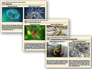 Комплект таблиц раздаточных "Ядовитые животные" - fgospostavki.ru - Зеленогорск
