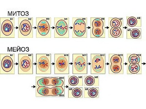 Модель-аппликация "Деление клетки. Митоз и мейоз" (ламинированная) - fgospostavki.ru - Зеленогорск