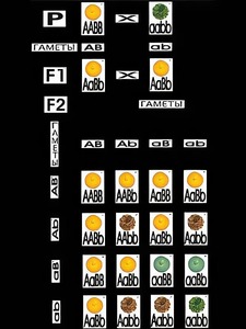 Модель-аппликация "Дигибридное скрещивание" (ламинированная) - fgospostavki.ru - Зеленогорск