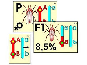 Модель-аппликация "Перекрест хромосом" (ламинированная) - fgospostavki.ru - Зеленогорск