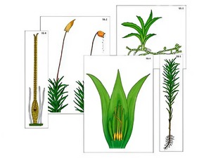 Модель-аппликация "Размножение мха" (ламинированная) - fgospostavki.ru - Зеленогорск