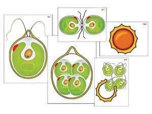 Модель-аппликация "Размножение одноклеточной водоросли" (ламинированная) - fgospostavki.ru - Зеленогорск