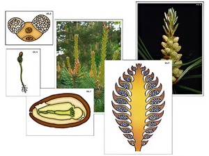 Модель-аппликация "Размножение сосны" (ламинированная) - fgospostavki.ru - Зеленогорск