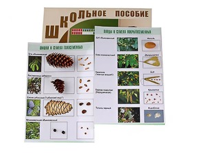 Коллекция "Шишки, плоды, семена деревьев и кустарников" - fgospostavki.ru - Зеленогорск