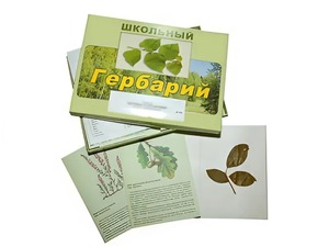 Гербарий "Дикорастущие растения" (30 видов, с иллюстрациями) - fgospostavki.ru - Зеленогорск