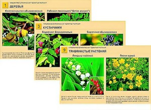 Гербарий фотографический "Ядовитые растения" - fgospostavki.ru - Зеленогорск