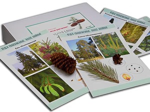 Коллекция "Голосеменные растения" - fgospostavki.ru - Зеленогорск