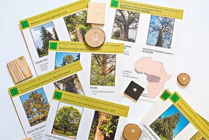 Коллекция "Древесные растения и их распространение" (демонстрационная) - fgospostavki.ru - Зеленогорск