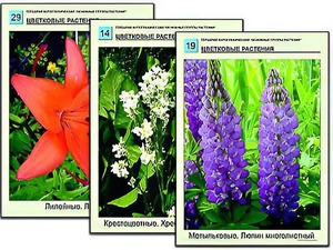 Гербарий фотографический "Основные группы растений" - fgospostavki.ru - Зеленогорск