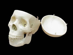 Модель "Череп человека" - fgospostavki.ru - Зеленогорск