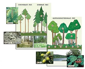 Гербарий фотографический "Растительные сообщества. Лес" (раздаточный) - fgospostavki.ru - Зеленогорск