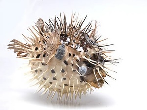 Сухой препарат "Еж-рыба морская" - fgospostavki.ru - Зеленогорск