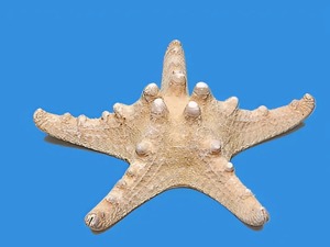 Сухой препарат "Звезда морская" - fgospostavki.ru - Зеленогорск