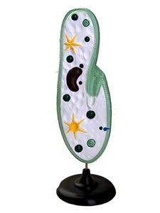 Модель инфузории-туфельки - fgospostavki.ru - Зеленогорск