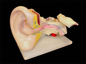 Модель уха - fgospostavki.ru - Зеленогорск