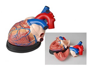 Модель сердца в разрезе (демонстрационная) - fgospostavki.ru - Зеленогорск