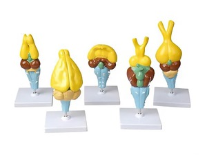 Комплект моделей строения мозга позвоночных - fgospostavki.ru - Зеленогорск