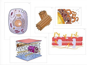 Модель-аппликация "Строение клетки" (ламинированная) - fgospostavki.ru - Зеленогорск
