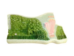 Модель строения листа - fgospostavki.ru - Зеленогорск