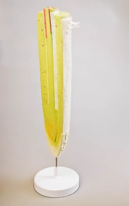 Модель строения корня - fgospostavki.ru - Зеленогорск