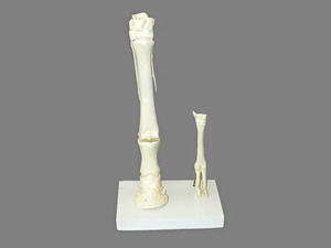 Модель "Скелет конечностей лошади и овцы" (на подставке) - fgospostavki.ru - Зеленогорск